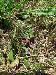 Amphimallon assimile