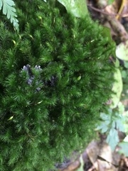 Echinodiopsis hispida