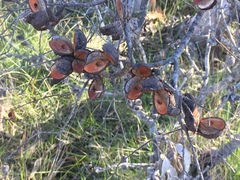Hakea actites