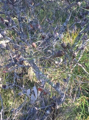 Hakea actites
