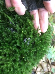 Echinodiopsis hispida