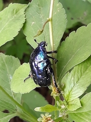 Protaetia orientalis