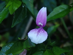 Dicliptera japonica