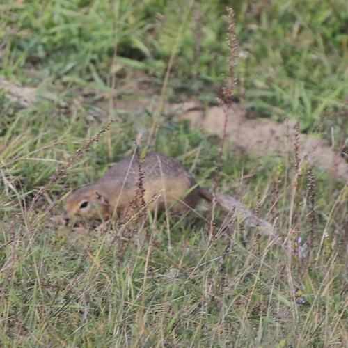 Long-tailed Ground Squirrel
