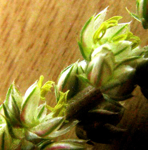 sand amaranth (Amaranthus arenicola)