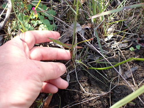 Image of Eragrostis capensis by (c) Eugene Hahndiek, some rights reserved (CC BY-SA)
