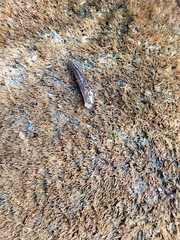 Limax maximus