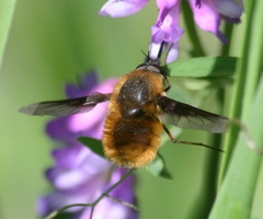 Bombylius mexicanus
