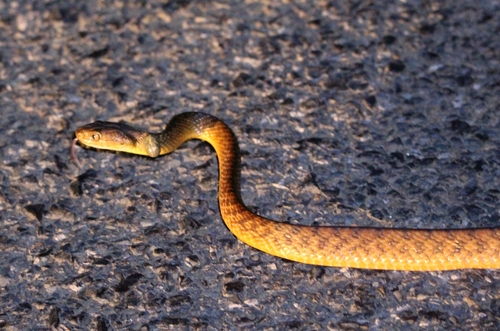 Brown Tree Snake sighting