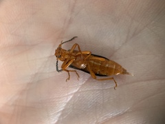Neopyrochroa