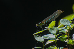 Calopteryx amata
