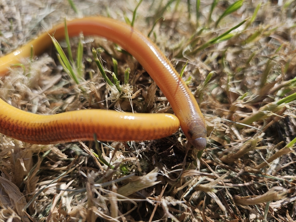 Linnaeus' Lance Skink (Acontias meleagris)