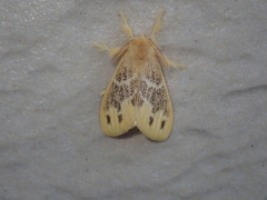 Euproctis baibarana