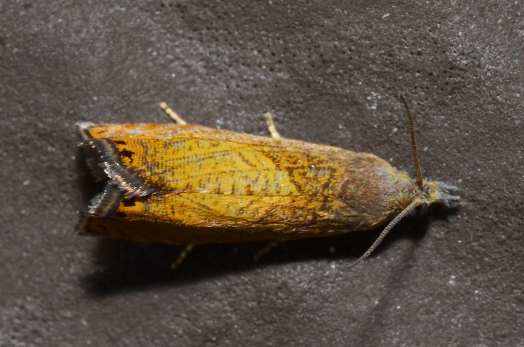 Dichrorampha bittana
