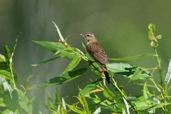 Helopsaltes certhiola