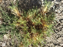 Astragalus grahamianus