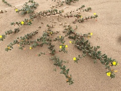 Camissoniopsis cheiranthifolia cheiranthifolia