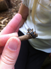 Tylonotus bimaculatus