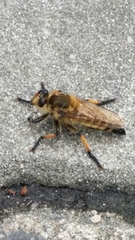 Promachus yesonicus