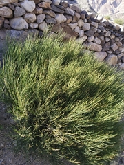 Ephedra gerardiana