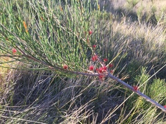Allocasuarina thalassoscopica