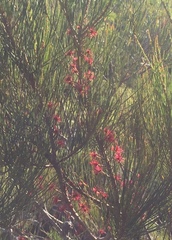 Allocasuarina thalassoscopica