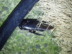 Panesthiinae