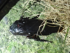Panesthiinae