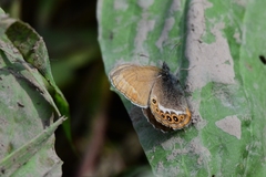 Coenonympha hero