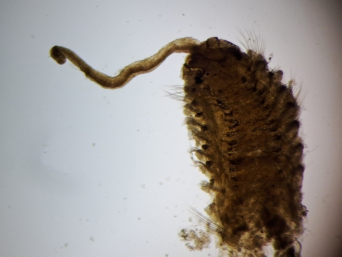 Bristleworm