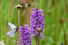 Dactylorhiza sibirica