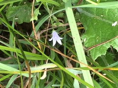 Campanula californica