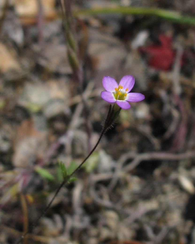 Leptosiphon bolanderi