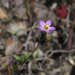 Bolander's Linanthus - Photo (c) Josh*m, some rights reserved (CC BY-NC-SA)
