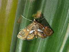 Paracymoriza cataclystalis