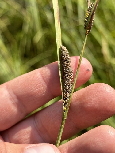 Image of Carex aquatilis by no rights reserved