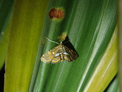 Paracymoriza cataclystalis