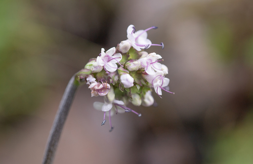 Nardostachys (Nardostachys jatamansi)