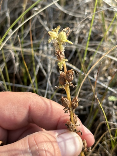 Image of Pedicularis parviflora by no rights reserved
