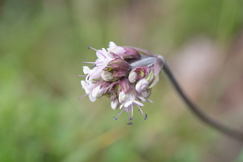 Nardostachys jatamansi, photograph 2