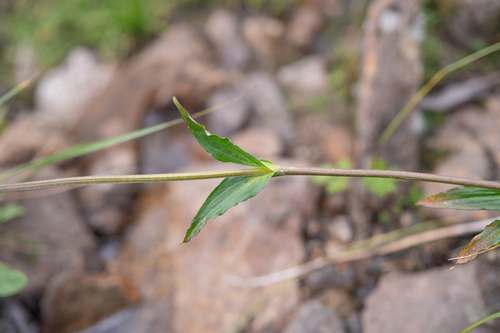 Nardostachys jatamansi, photograph 3