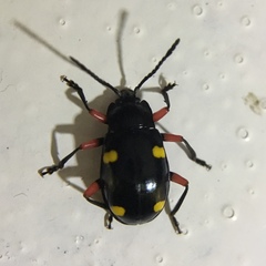 Eumorphus quadriguttatus