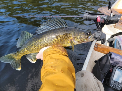 Walleye