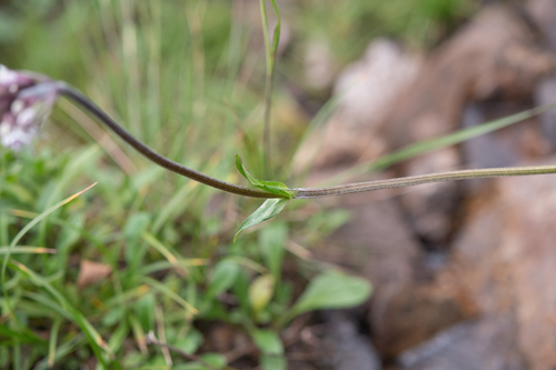 Nardostachys jatamansi, photograph 4