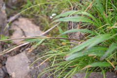 Nardostachys jatamansi, photograph (c) Morten Ross, some rights reserved (CC BY)