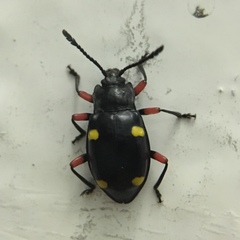 Eumorphus quadriguttatus