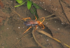 Batozonellus annulatus