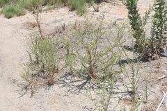 Centromadia parryi australis