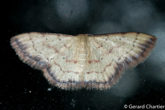 Idaea craspedota