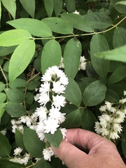 Deutzia